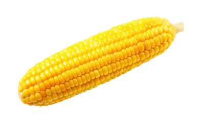 Ripe corn cob isolated on transparent background