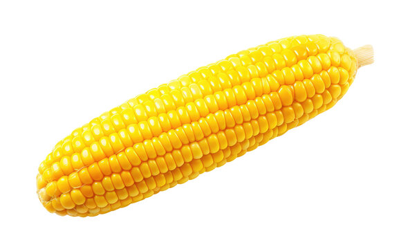 Ripe corn cob isolated on transparent background