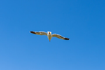 Flying seagull isolated against a blue sky on the Pacific coast in California (USA). The California gull (Larus californicus) is a medium-sized gull with black and white plumage