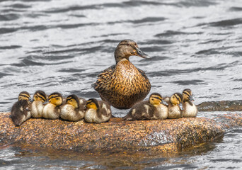 duck and ducklings