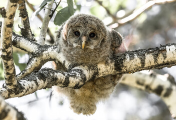 great horned owl