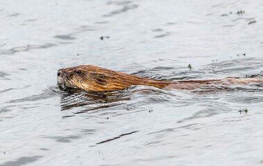 otter in the river