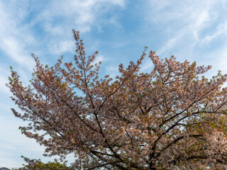 Fototapeta premium 散り始めた公園の桜