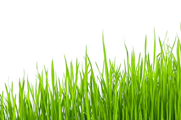 Obraz premium Grass isolated on white background