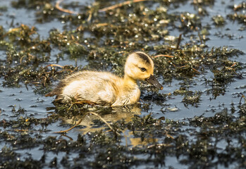 baby duck