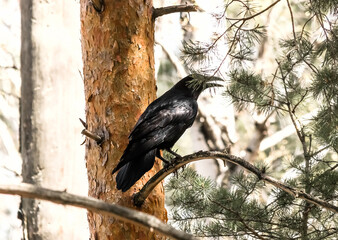 raven on a tree