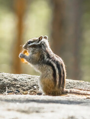 squirrel on the ground