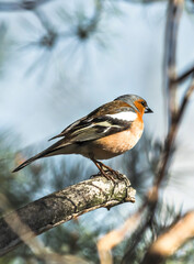 female cardinal on a branch