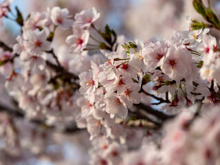 朝日に照らされた公園に咲く桜の花