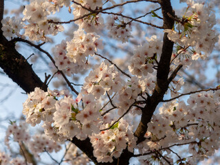 朝日に照らされた公園に咲く桜の花