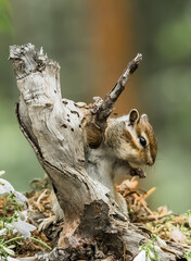 squirrel on a tree