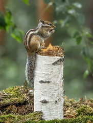 squirrel on a tree