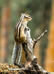 squirrel in a tree