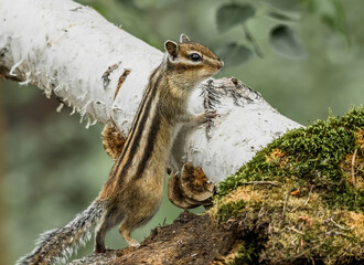 squirrel on a tree