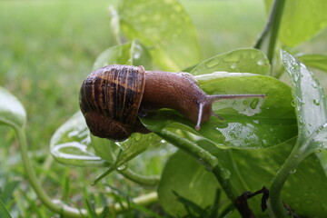 Snail on leaf