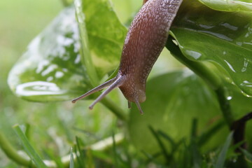Snail on wet leaf