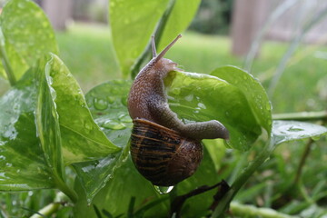 Snail crawling on leaf