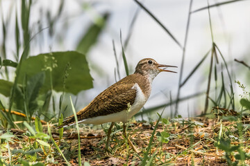 bird in the grass