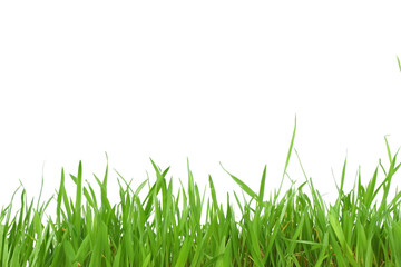 Fototapeta premium Grass isolated on white background