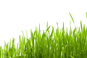 Fototapeta premium Grass isolated on white background
