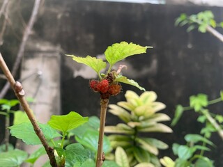 A small, tall, succulent mulberry tree that produces little yields. It is a very hardy tree, red, pink, black baby mulberry fruit on tree with black dirty wall