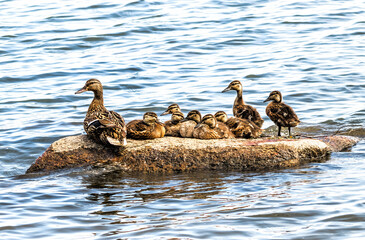 family of ducks