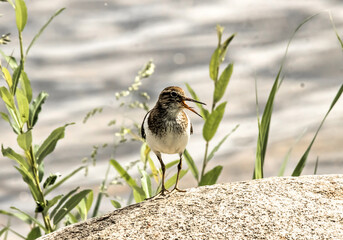 bird on the grass