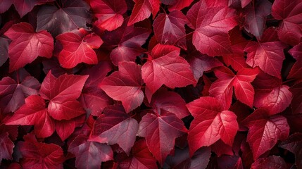 Top View of Red Maple Leaves in Fall Background
