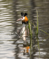 great blue heron