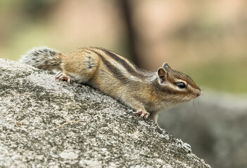 squirrel on a tree