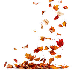 falling  autumn leafs isolated on white background.png
