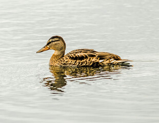 duck on the lake