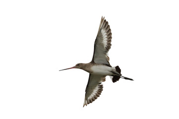 Beautiful flying Black-tailed Godwit isolated on transparent background png file