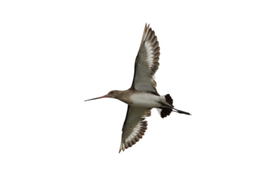 Beautiful flying Black-tailed Godwit isolated on transparent background png file