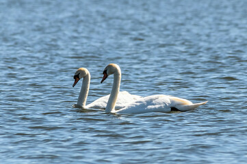 swans in the lake
