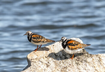 a bird on the beach