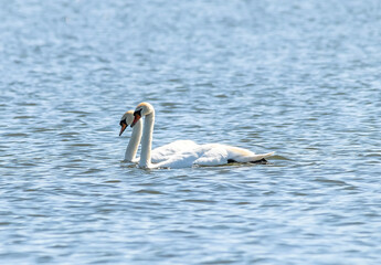 swan on the lake