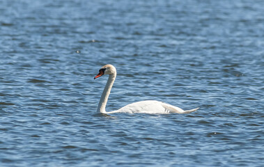 swan in the water