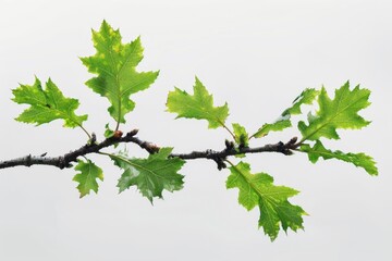 A close-up shot of a branch with lush green leaves