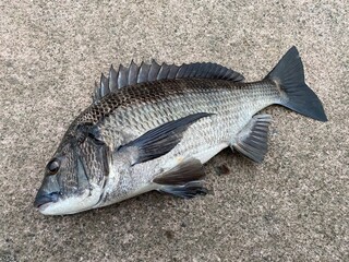 クロダイ