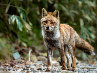 山岳地帯で現れたキツネ