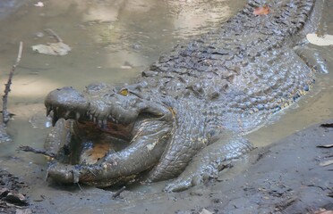 Saltwater crocodile in the mud, mouth open. close up photo