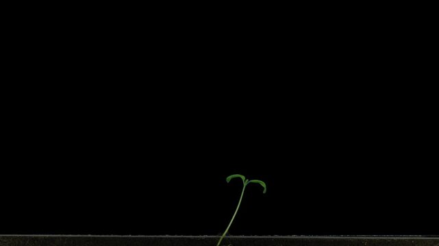 Time lapse of tomato sead germinating and growing in rhizobox