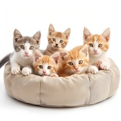 Adorable group of kittens sitting in a cozy pet bed, showcasing their cute and playful nature, perfect for cat lovers and pet enthusiasts.