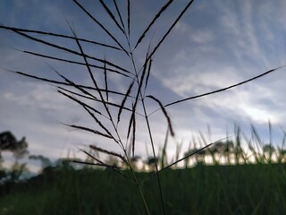 a close-up view of grass with blur background of blue sky
