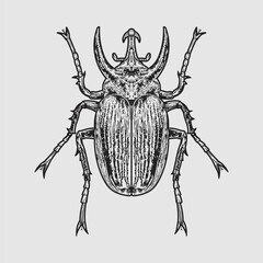 Oryctes nasicornis rhinoceros beetle vector illustration