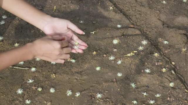 Young woman's hands are picking up small fallen flowers, on a ground with fragrant yellow and white flowers. (Mimusops elengi flowers or Bokul flowers)
