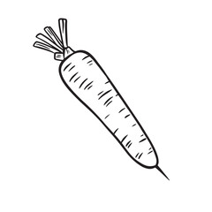 Fresh carrot. Healthy and vitamin-rich vegetable. Vector illustration in line style.