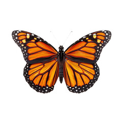 Fototapeta premium Colorful butterfly on transparent background, cutout, png