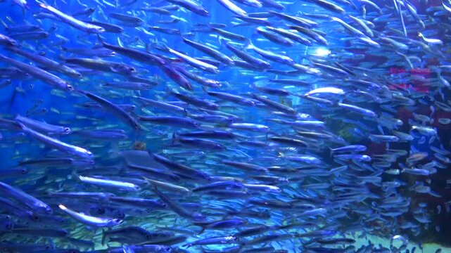 大群で水中を泳ぐイワシ 回遊するカタクチイワシの群れ  4K 